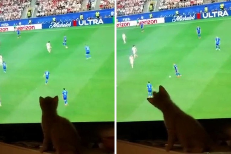 Mačka šapom davala upute Vatrenima, brzo nakon toga Musa zabio gol. Video je hit