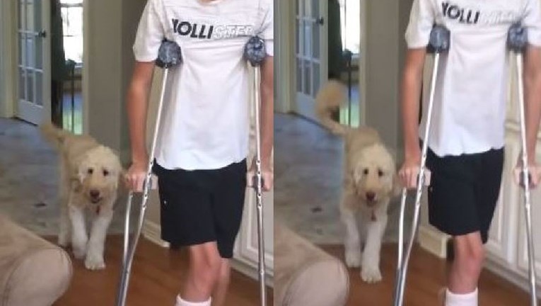 Slomio je nogu pa se po kući kretao sa štakama, a njegov ga je pas odlučio imitirati