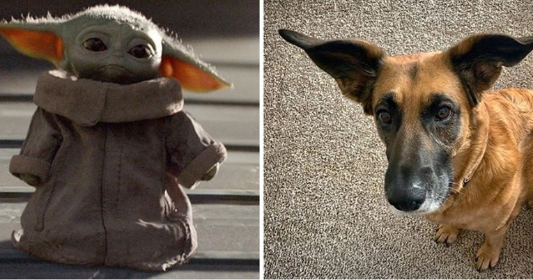Pas postao hit na internetu jer izgleda kao baby Yoda