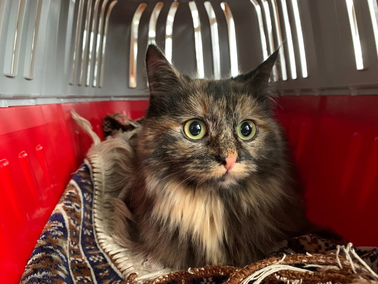 Veterinarka otkriva ključne znakove stresa kod mačaka i pasa