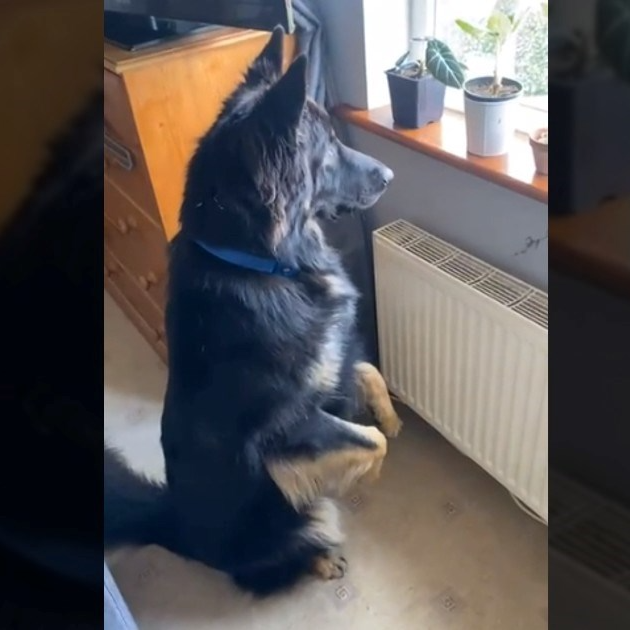 Vlasnik na videu uhvatio njemačkog ovčara kako sjedi kao merkat, prizor je hit