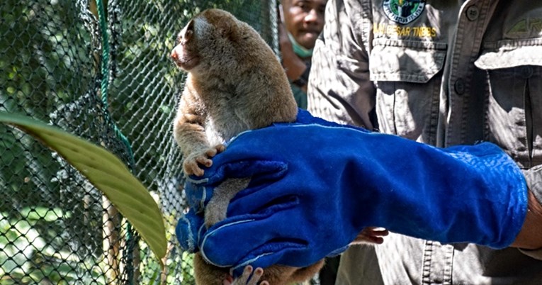 International Animal Rescue: 28 primata uspješno vraćeno u divljinu