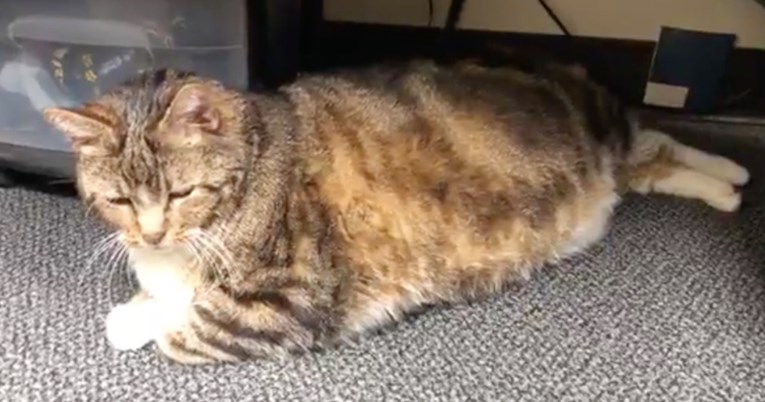 Mačka teška 14 kilograma konačno je pronašla vlasnike uz koje će pokušati smršavjeti