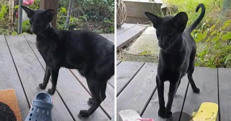 Par pronašao neobičnu mačku na trijemu, riječ je o rijetkoj pasmini