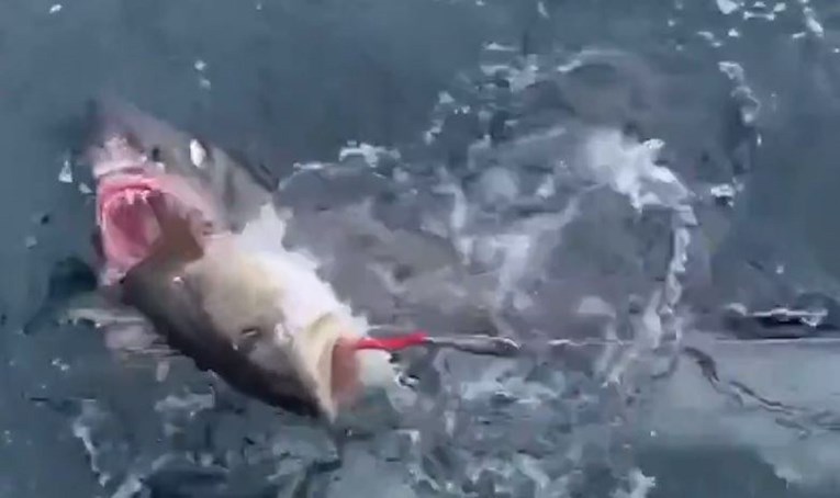 Obitelj u šoku snimala kako im morski pas krade ribu s udice