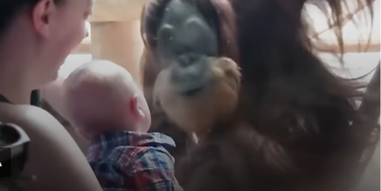 Orangutan prišao djetetu u Zoo vrtu i dao pusu bebi i iznenadio sve prisutne