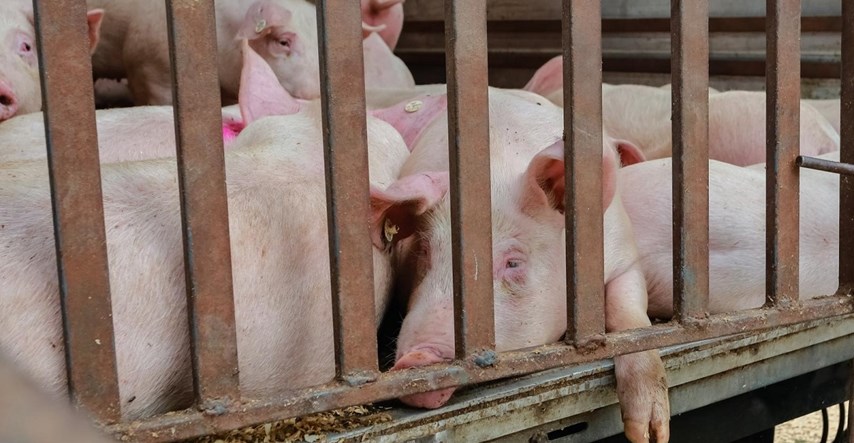 Uzgajivači svinja: Svinjskog mesa će biti, ali pitanje je po kojoj cijeni