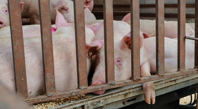 Uzgajivači svinja: Svinjskog mesa će biti, ali pitanje je po kojoj cijeni