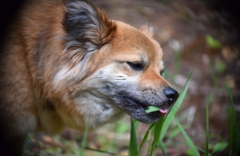 Zašto psi jedu travu?