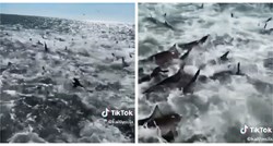 TikTokerica snimila nevjerojatan prizor: Morski psi okružili ribarski brod zbog hrane
