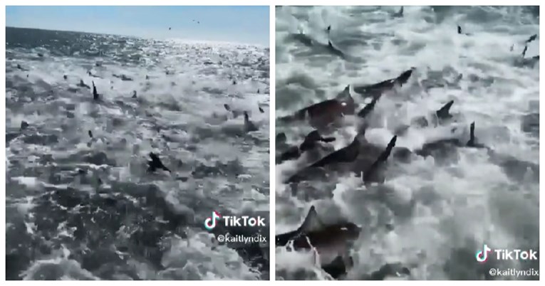 Nevjerojatan prizor: Ogroman broj morskih pasa hranio se oko ribarskog broda