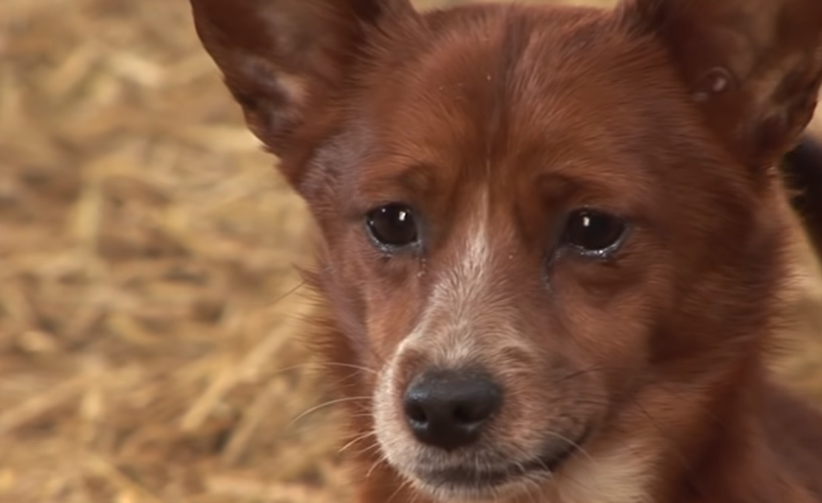 Psa su razdvojili od krave, a on je plakao za njom i potpuno se slomio