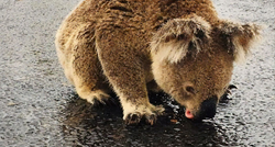 Video koji je rastužio svijet: Koala izašla na cestu da bi pila vodu iz lokve
