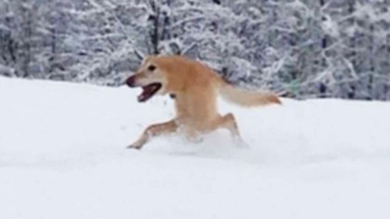 Snimala je svog psa kako se igra na snijegu pa uslikala fotku koja je mnoge nasmijala