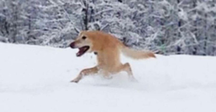 Snimala je svog psa kako se igra na snijegu pa uslikala fotku koja je mnoge nasmijala