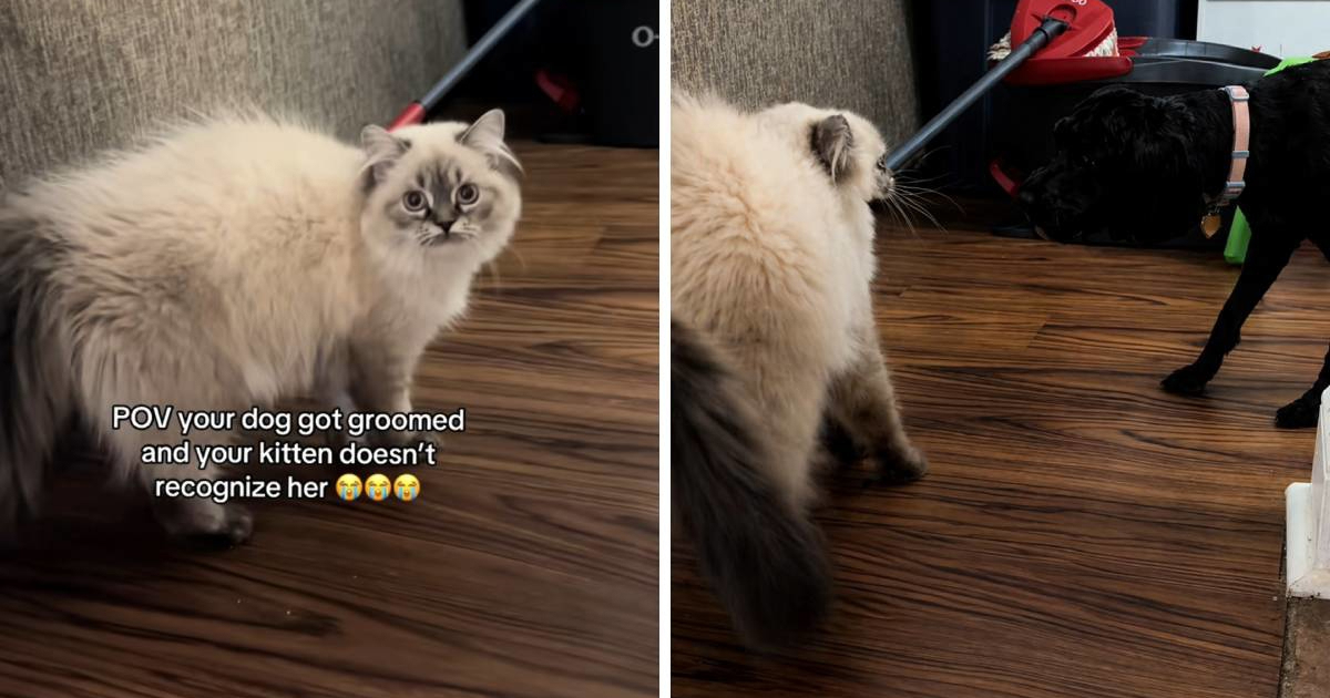 Zbunjena mačka nije prepoznala psa nakon šišanja, njena reakcija je presmiješna
