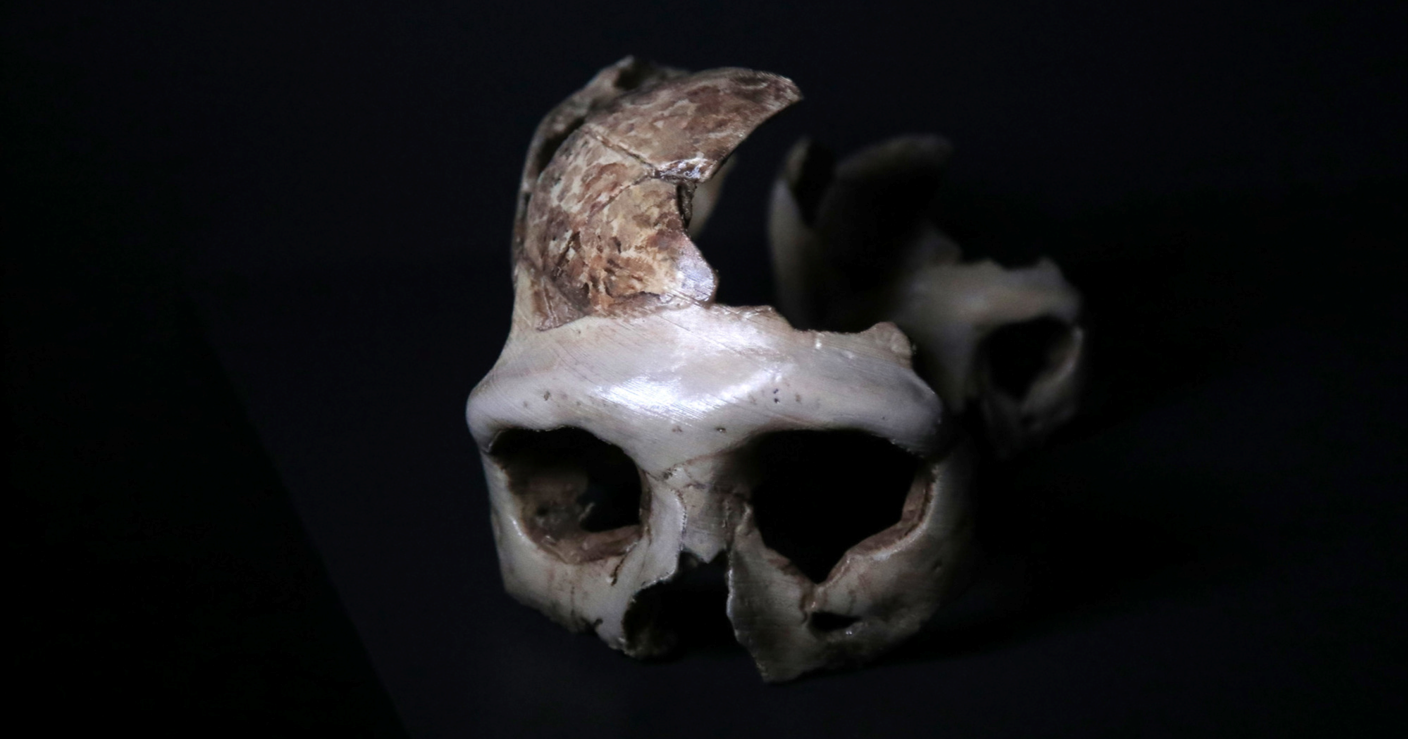 Jedna od najvrjednijih neandertalskih lubanja sutra će biti izložena u Zagrebu