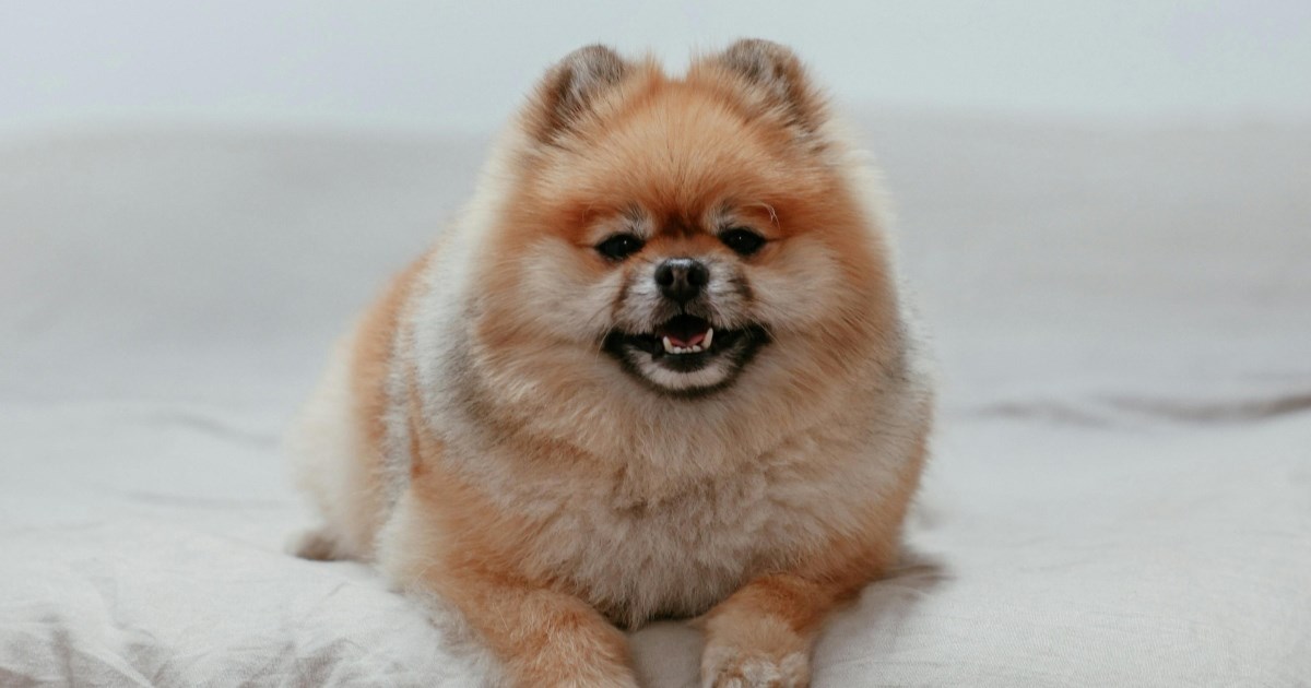 Kako spriječiti psa da mokri po krevetu?