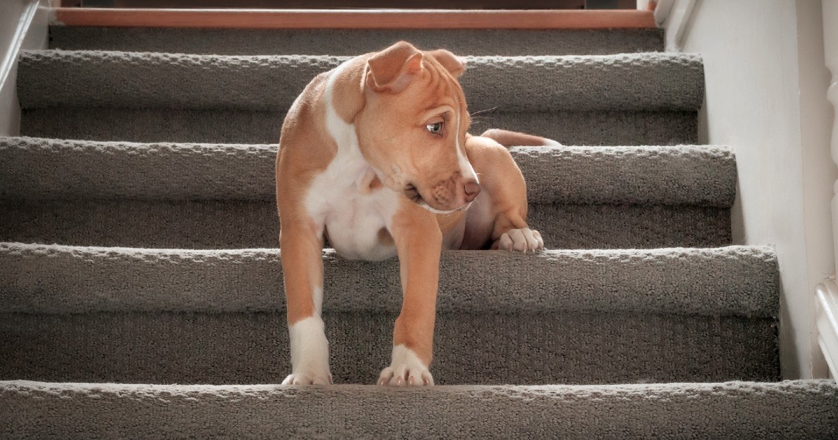 Psi se iz više razloga mogu bojati hodati po stepenicama. Evo kako im pomoći