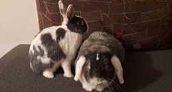 Prijatelji životinja apeliraju da se pred Uskrs ne kupuju zečevi i kunići