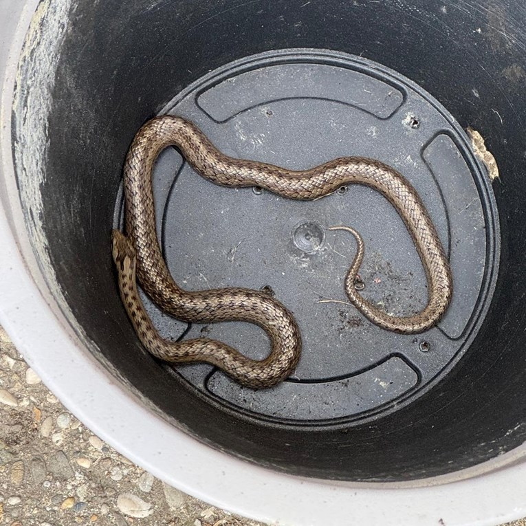 Spašavali su pse, ptice, pa i pitona: Dumovec bilježi rekordan broj intervencija