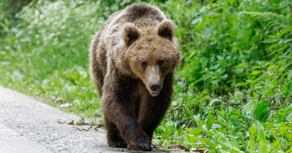 Ženu u Poljskoj ubio medvjed dok je razgovarala sa sinom na mobitel