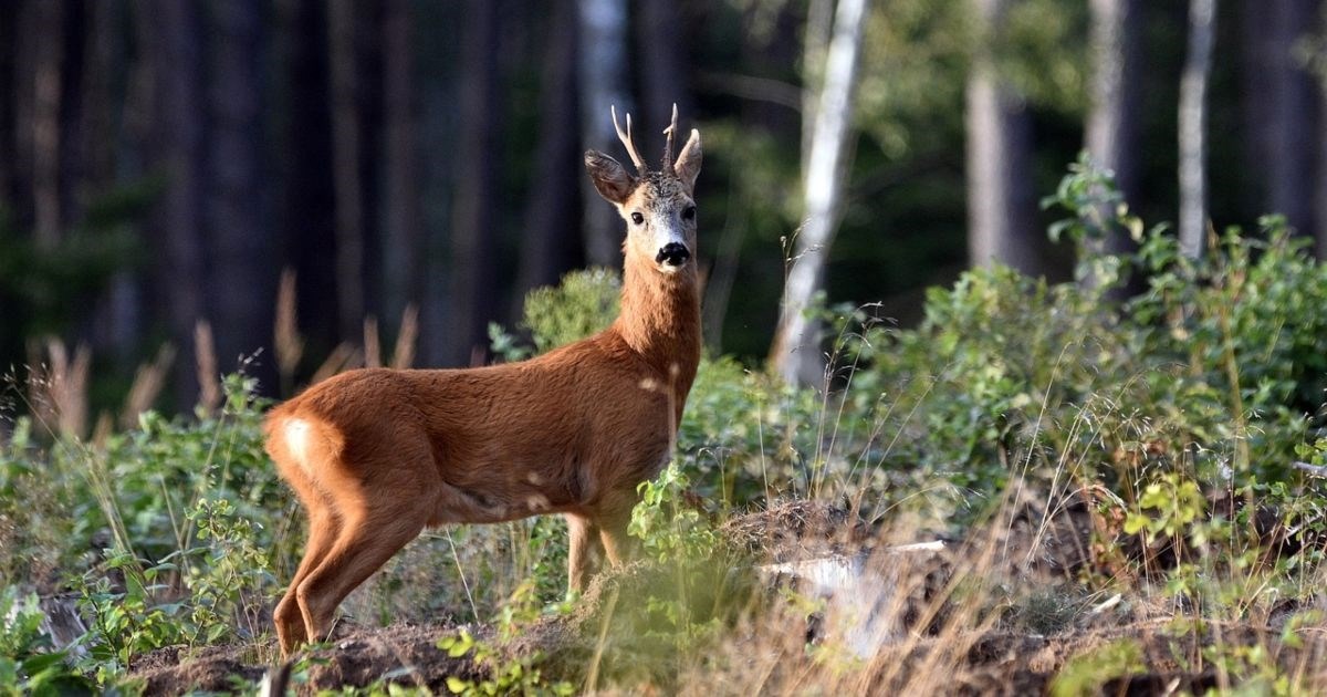 Srnjak iz Gračana uspješno vraćen u prirodu nakon sudara s vozilom