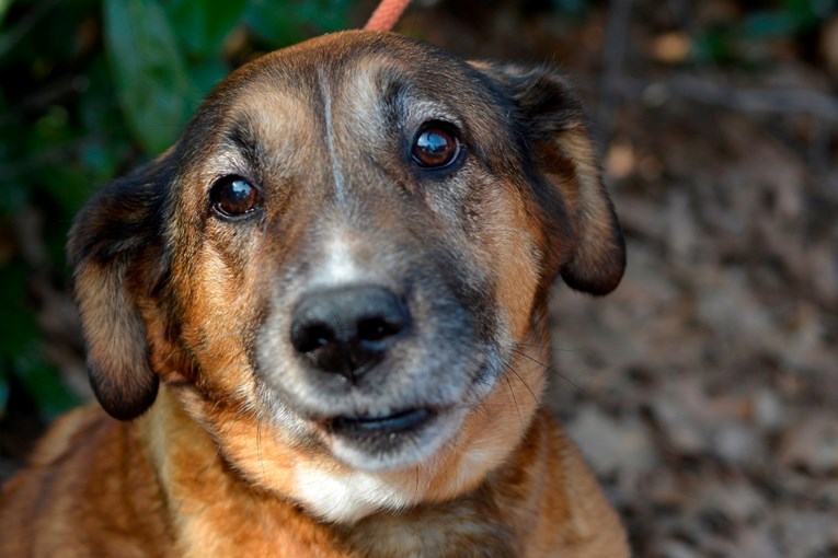 Na Trgu bana Jelačića akcija udomljavanja pasa i mačaka iz Dumovca