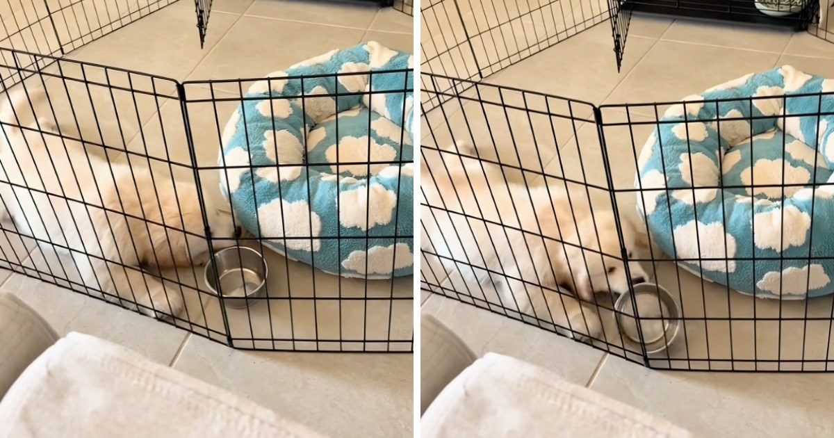 Ljutito štene zlatnog retrivera jasno je pokazalo što misli o praznoj zdjeli hrane