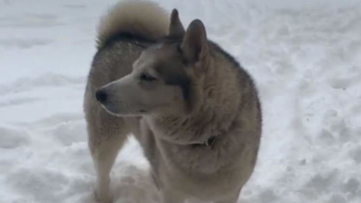 Rekla je haskiju da uđe u kuću, on joj doslovno poručio: Neću