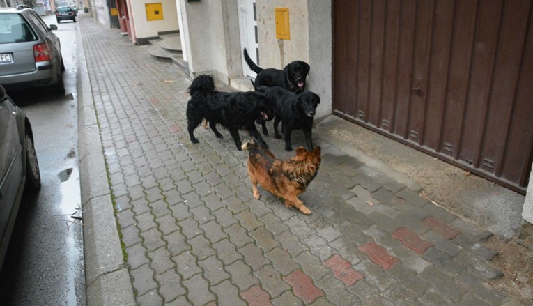 Psi lutalice napali i izgrizli ženu u Osijeku