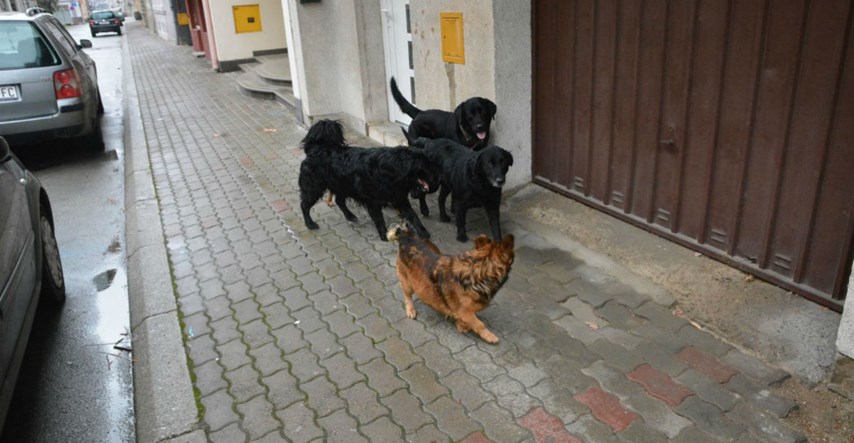Psi lutalice napali i izgrizli ženu u Osijeku