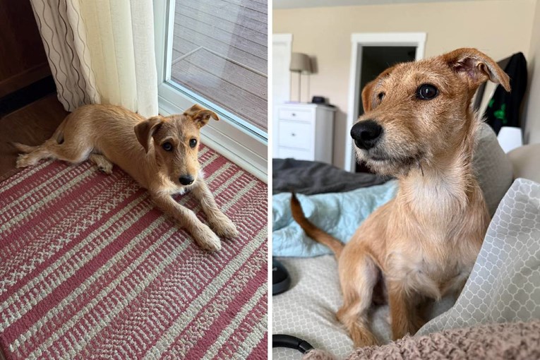 Žena mislila da je udomila terijera, a onda je dobila rezultate DNK testiranja