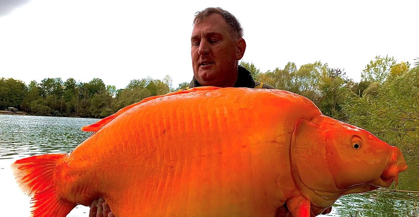 Ribič ulovio jednu od najvećih "zlatnih ribica" na svijetu. Teška je 30 kilograma