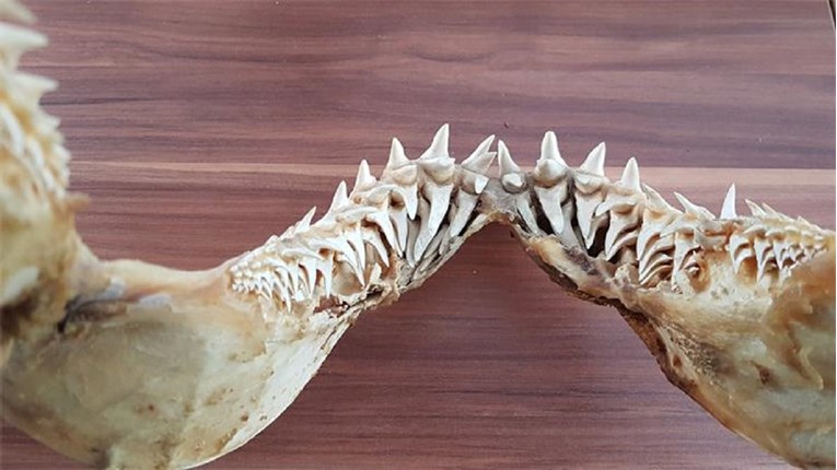 Na granici kod Dubrovnika u autu pronađena neprijavljena čeljust morskog psa