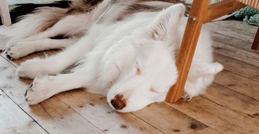 Psi spavaju u različitim položajima. Otkrijte što vam to može reći o njima