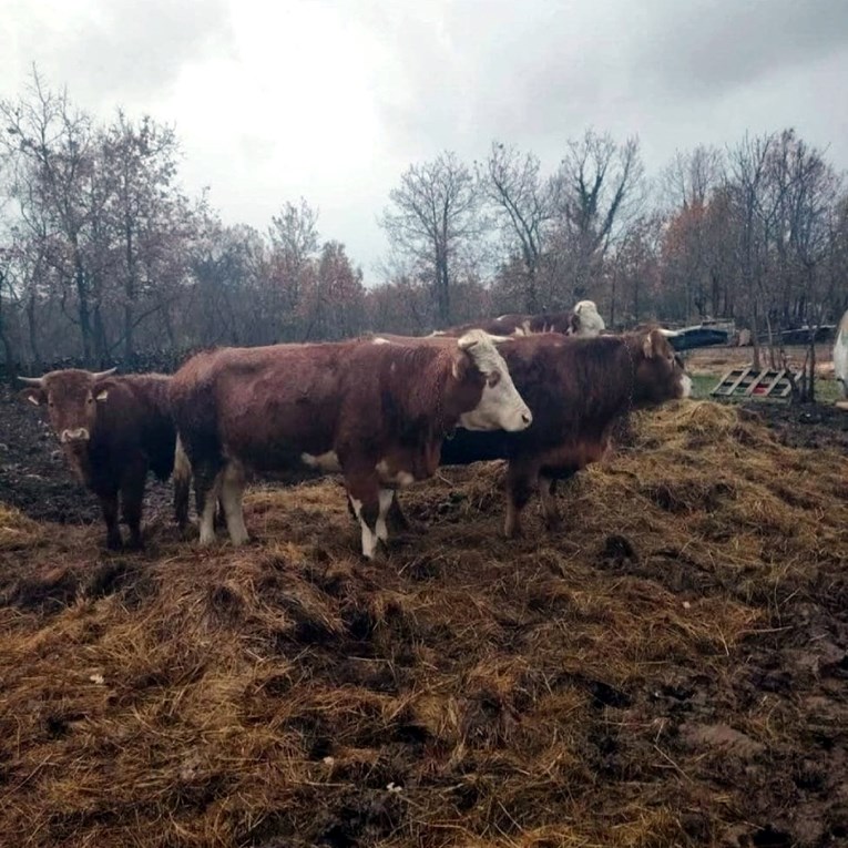 Na Svilaji nestalo pet krava, traže ih već danima
