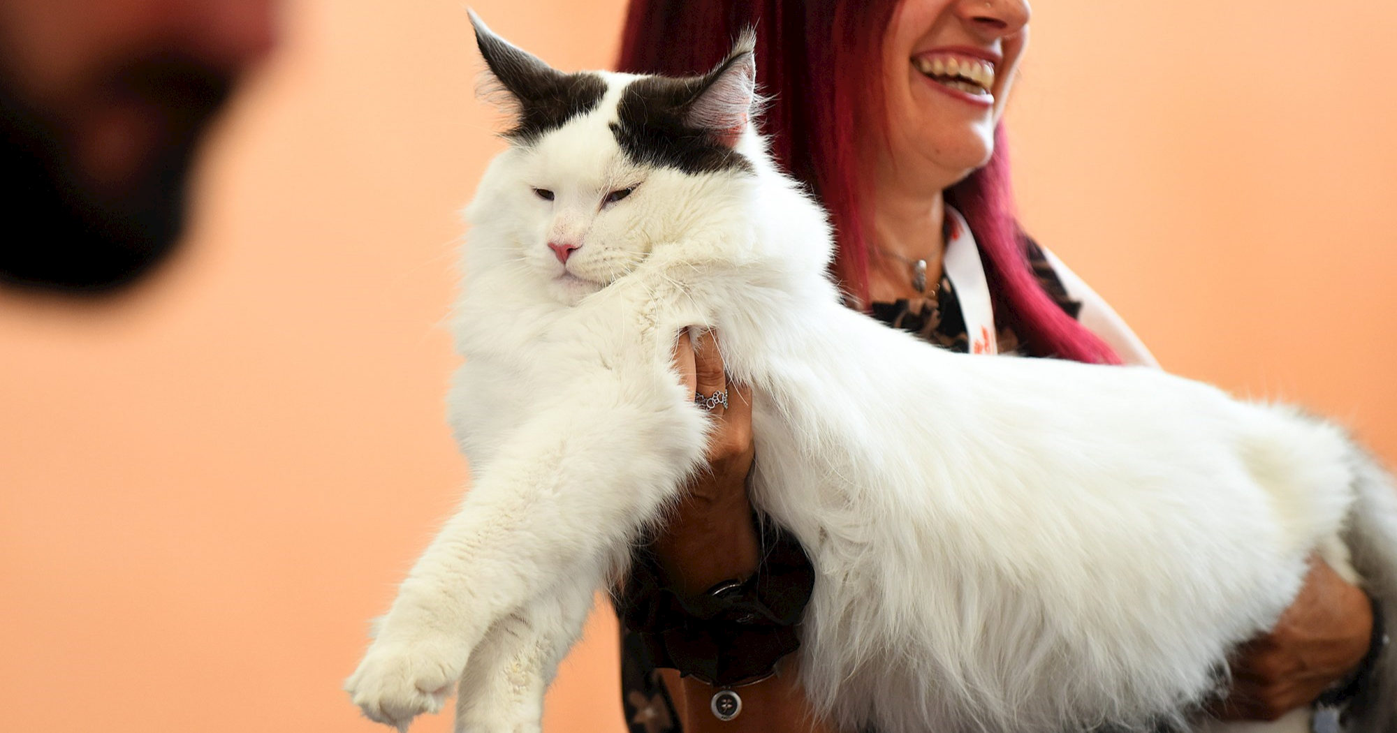 U Karlovcu se održava svjetsko natjecanje mačaka, pogledajte slatke čupavice