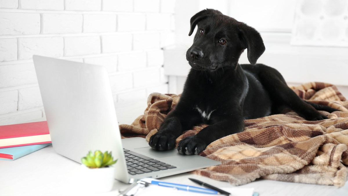 Saznajte kako izračunati IQ vašeg ljubimca