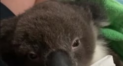 Najslađi video koji ćete danas vidjeti: Mala koala uživa u svojoj bočici mlijeka