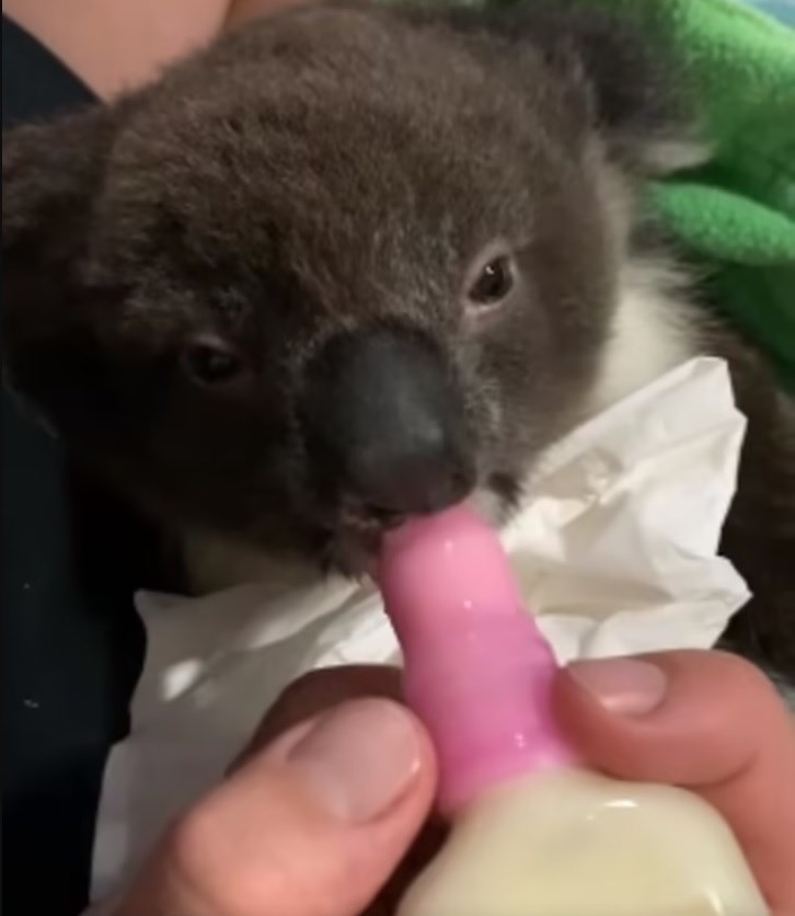 Najslađi video koji ćete danas vidjeti: Mala koala uživa u svojoj bočici mlijeka