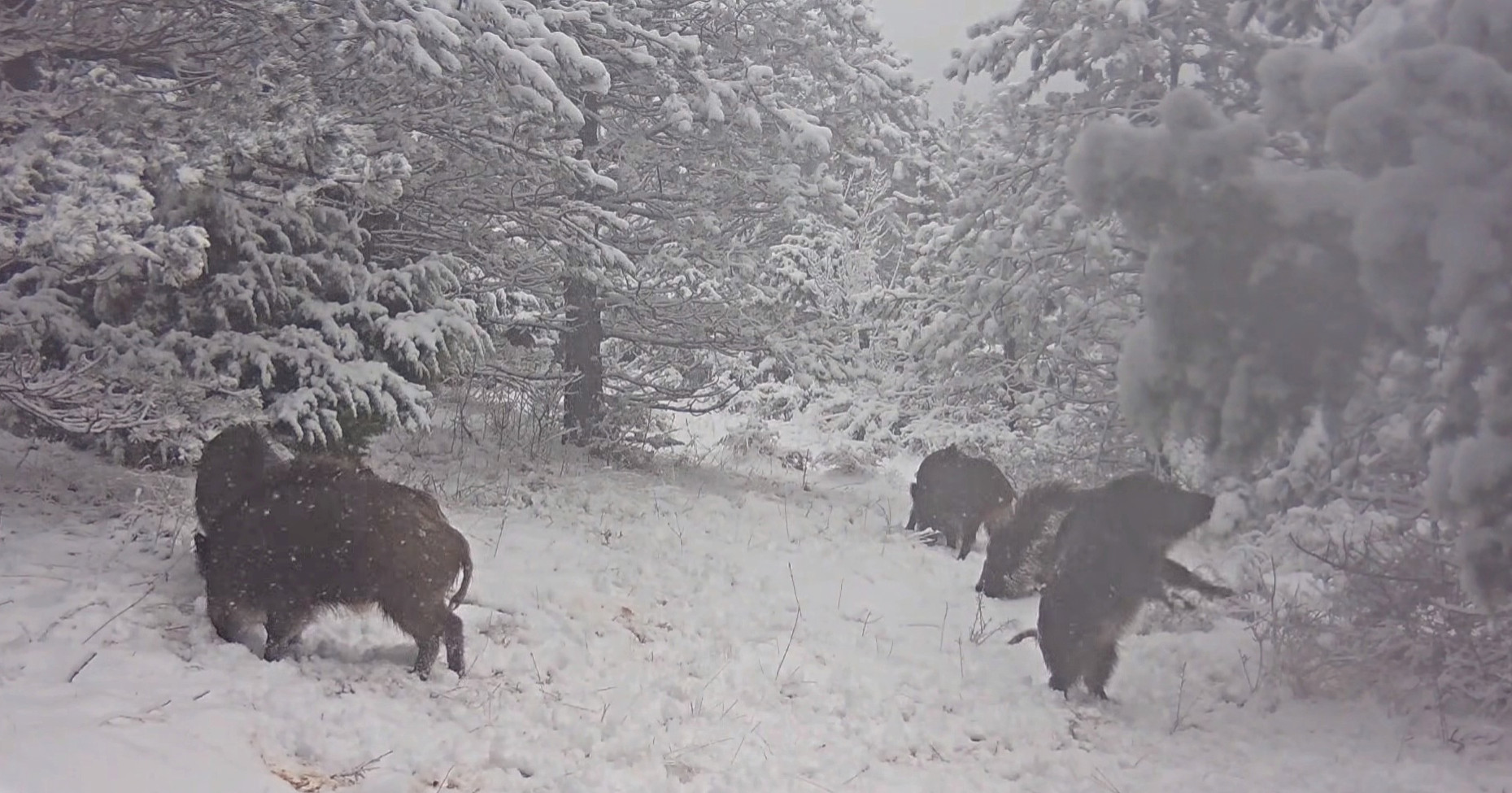 Zimske radosti: U NP-u Paklenica snimljene divlje svinje kako se igraju u snijegu