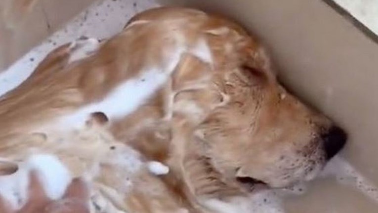 Pas je toliko uživao u kupanju da je zabrinuo vlasnika, izgledao je kao da je umro