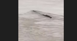 Turisti snimili misteriozno zmijoliko stvorenje kako pliva u rijeci