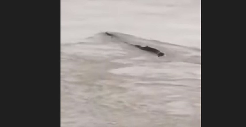 Turisti snimili misteriozno zmijoliko stvorenje kako pliva u rijeci