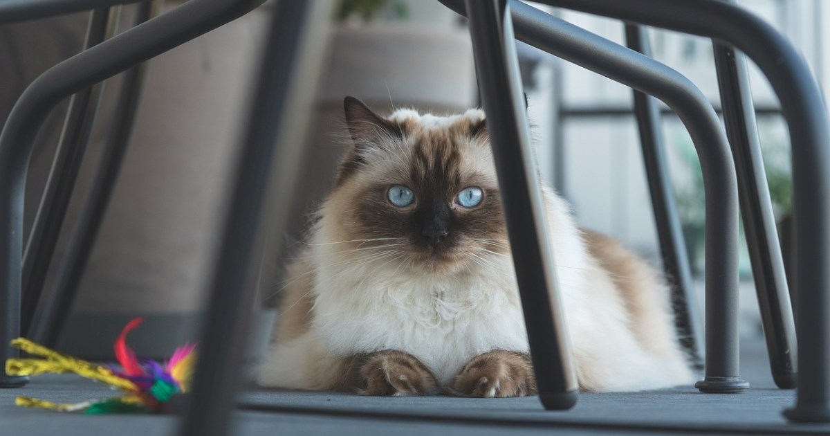 Deset najvećih pasmina mačaka na svijetu