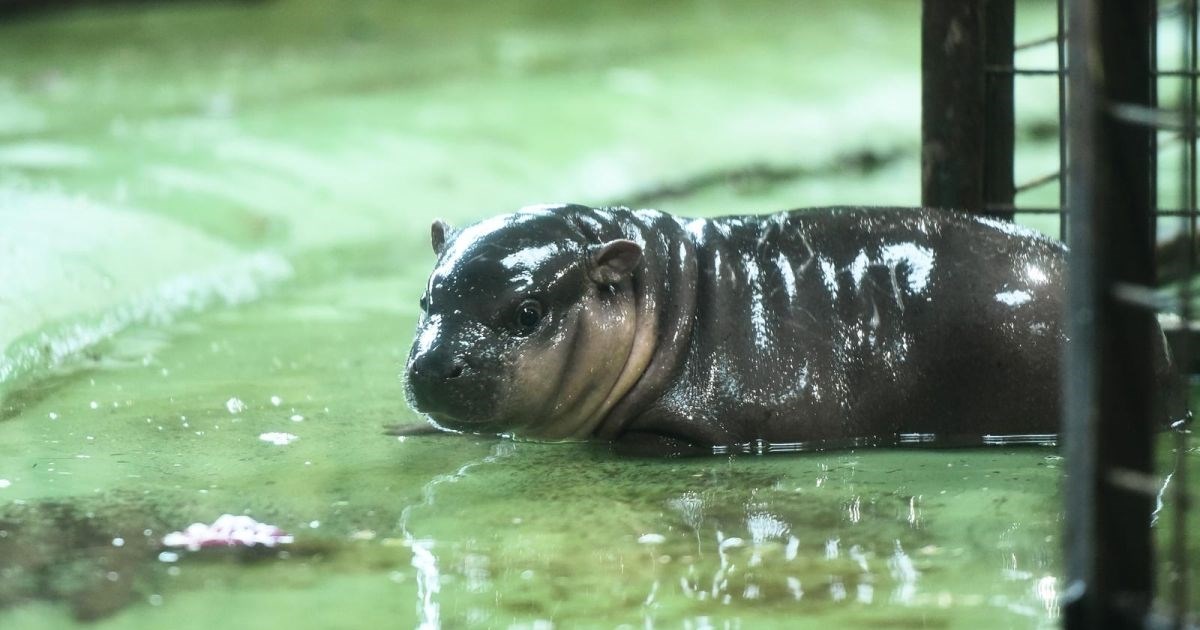 Patuljasti vodenkonji Otto i Inola predstavili kćer u zagrebačkom ZOO-u