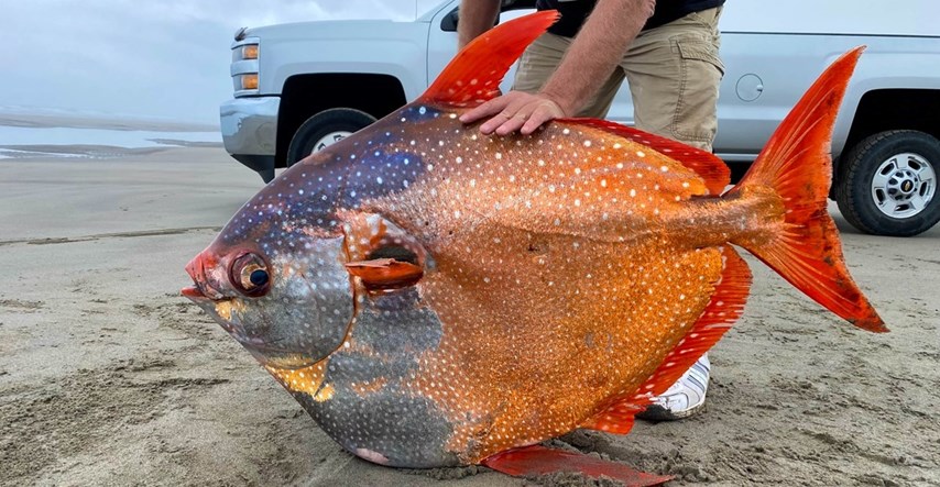 Rijetka riba teška 45 kilograma nasukala se na obalu i iznenadila stanovništvo