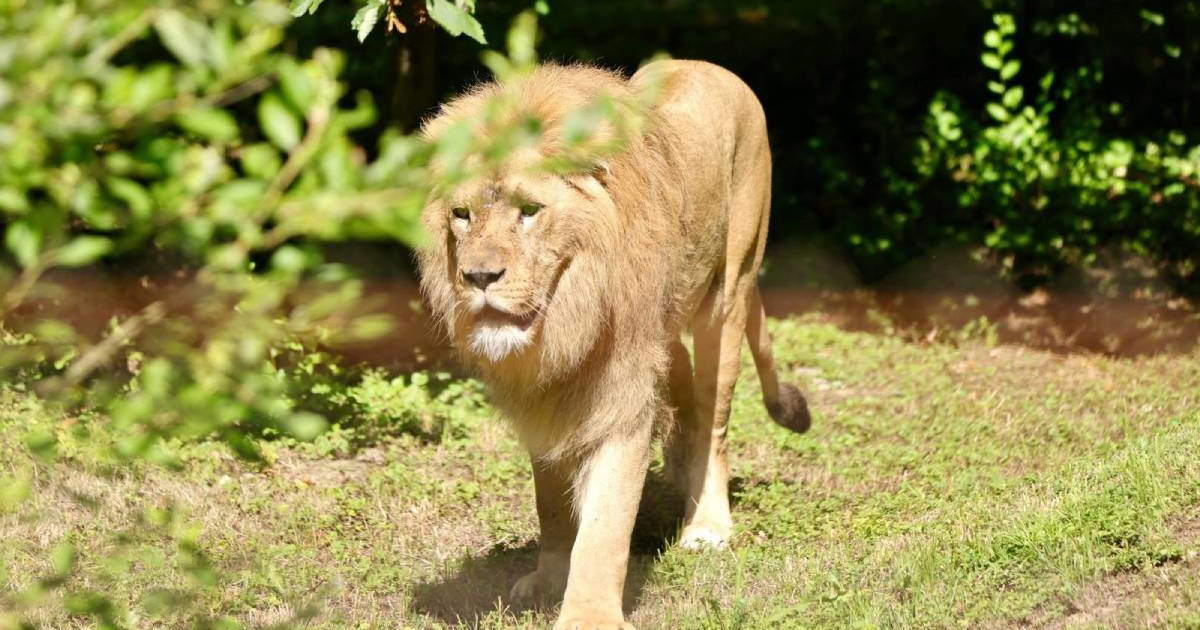 Trebaju li nam uopće ZOO-ovi?