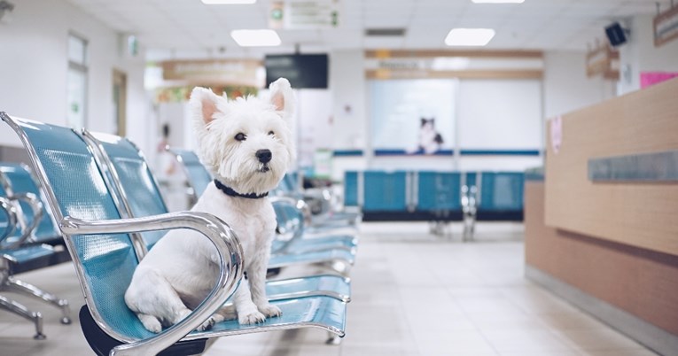 U Splitu se iduće godine otvara Veterinarska bolnica